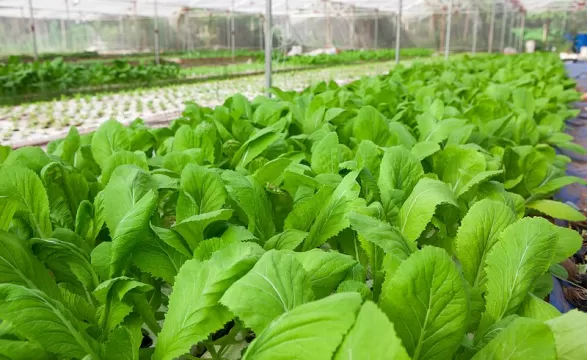 Làm thế nào để được chứng nhận hữu cơ ở Việt Nam?